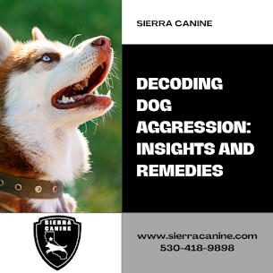 Understanding Canine Aggression: Insights and Remedies